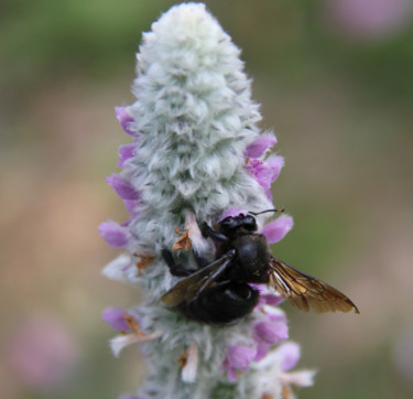 ABEILLE CHARPENTIERE