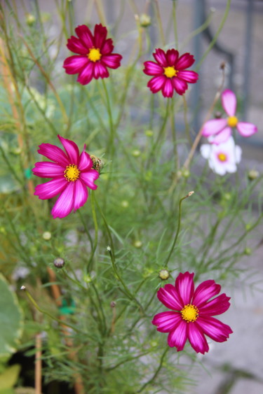 COSMOS (fleurs)