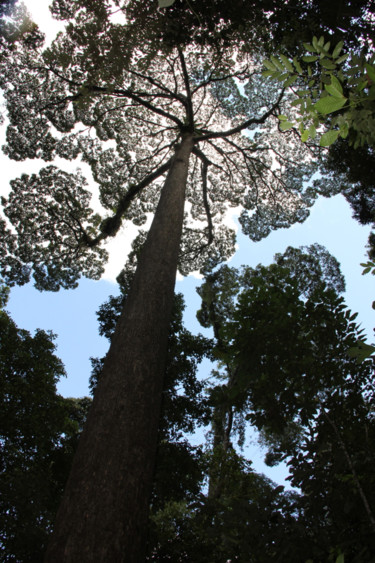 ARBRE  (ramure en dentelle)