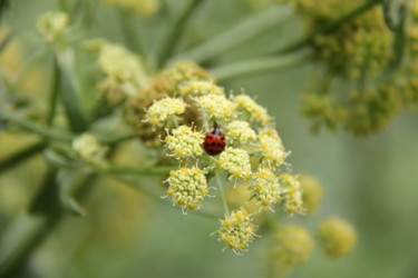 COCCINELLE