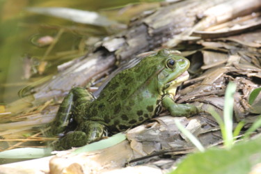 GRENOUILLE