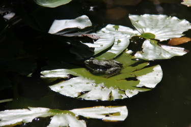 NENUPHAR et GRENOUILLE