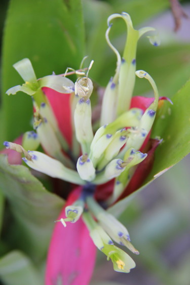 BROMELIA (Fleur)