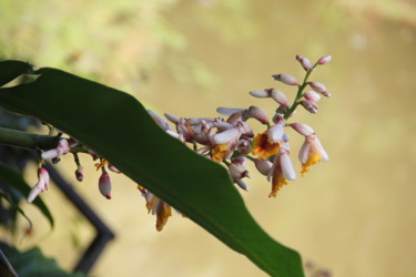 ORCHIDEE 5