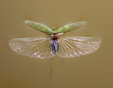 COLEOPTERE