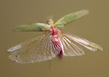 COLEOPTERE  2 (robe rose)