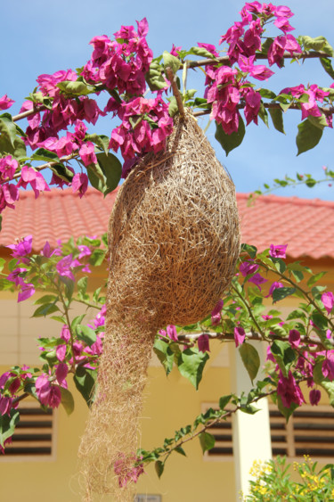 NID de TISSERANDS  et bougainvillée