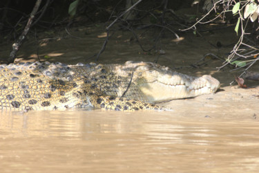 CROCODILE