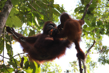 Maman ORANG OUTAN et son bébé