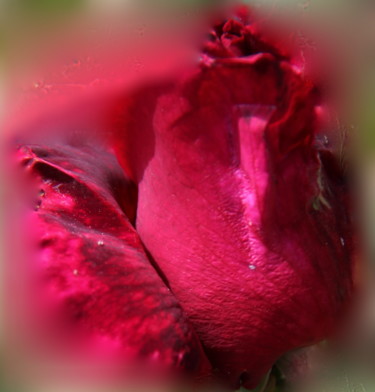 COEUR de ROSE ( 4)