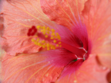 COEUR d'HIBISCUS