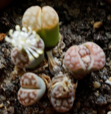 LITHOPS