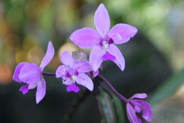 ORCHIDEE SAUVAGE