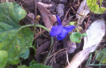 UNE VIOLETTE !     Le PRINTEMPS !!!!