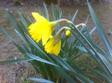 PREMIERES JONQUILLES  ( mon jardin )