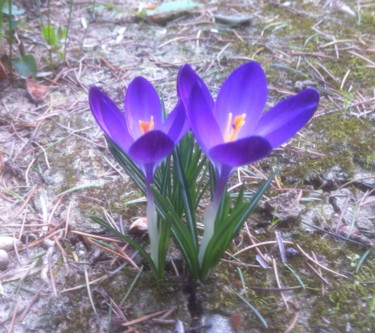 CROCUS SATIVUS  (SAFRAN)