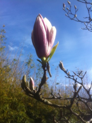 MAGNOLIA   (Fleur )   petit clin d'oeil à Sandra !