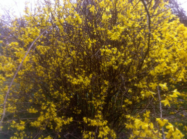 FORSYTHIA