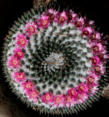 CACTUS BOULE en Fleurs