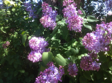 JE N'OUBLIERAI JAMAIS LES LILAS ( L. Aragon)