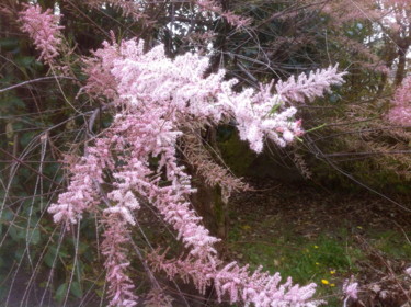 TAMARIS  en fleurs  ( chatons )