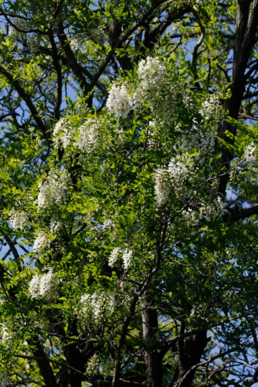 ROBINIER ou Faux Acacia   ( en fleurs )