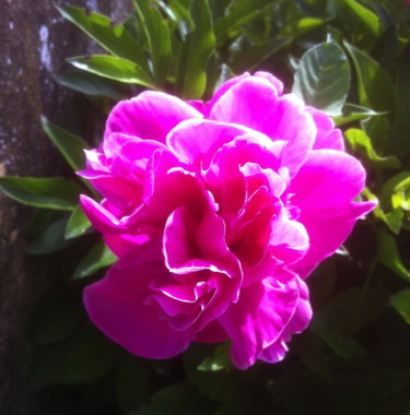 PIVOINE