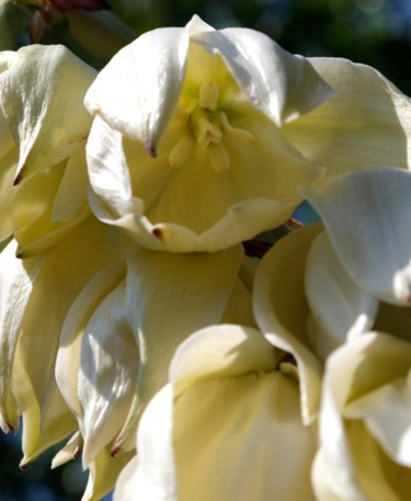 YUCCA  ( Hampe florale)