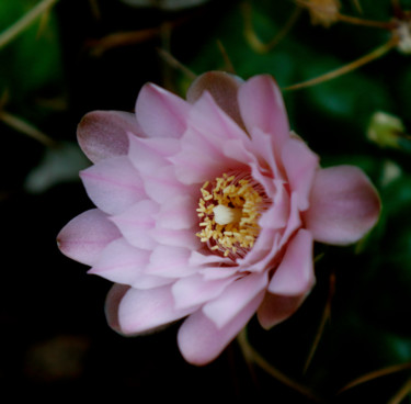 ACANTHOCALYCIUM