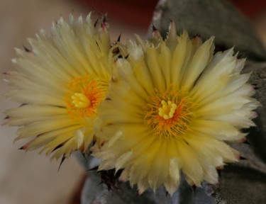 CACTUS   "BONNET D' EVEQUE"