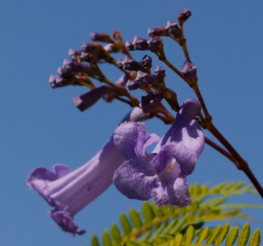 JACARANDA   ( Fleurs )