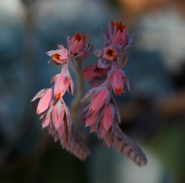 ECHEVERIA  ( Fleurs )