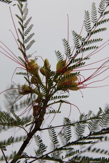 POINCIANA