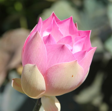 BOUTON de LOTUS