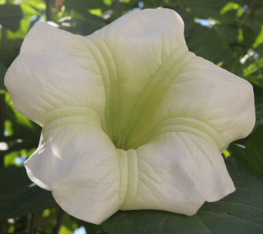 DATURA OFFICINAL  ( Fleur)