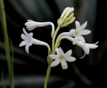 TUBEREUSE PARFUMEE   ( Polianthes )