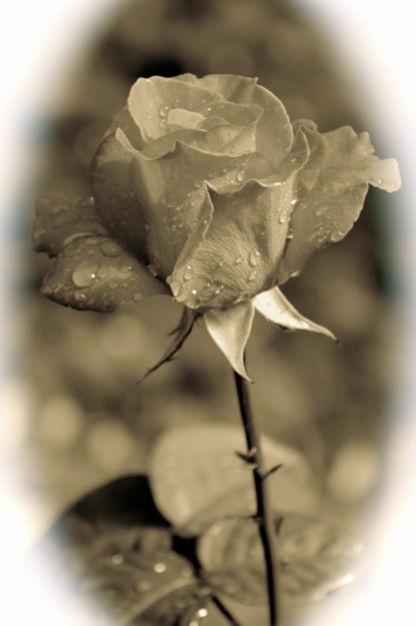 ROSE NOSTALGIE