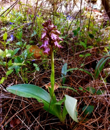 ORCHIS PURPUREA   ( Orchidée sauvage)