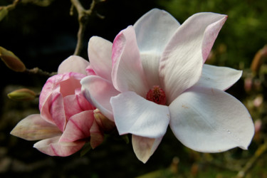 FLEUR de MAGNOLIA