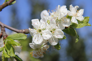 FLEURS du PRINTEMPS