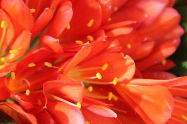 AU COEUR DU CLIVIA