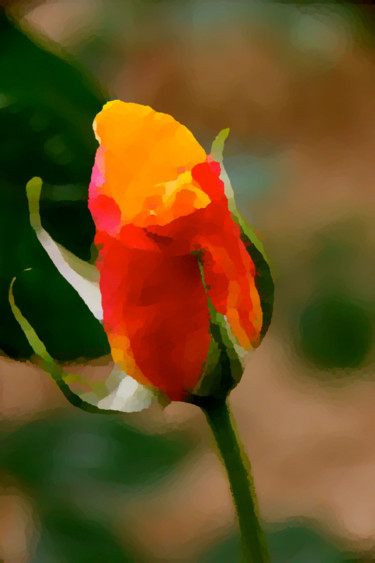 ROSE de mon jardin ( peinture numérique )