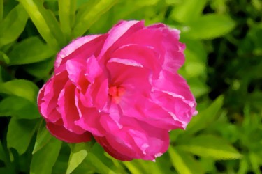 COEUR de PIVOINE