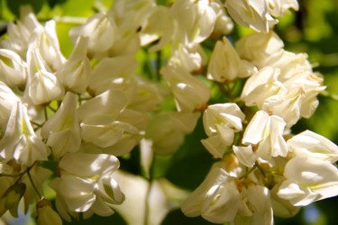 FLEURS D'ACACIA