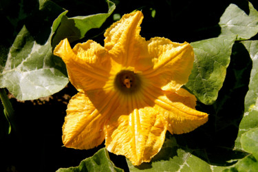 FLEUR de COURGETTE